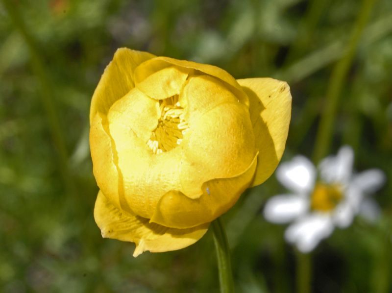 Dei grandi fiori gialli in una valle alpina - Trollius europaeus